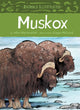 Book cover of: Animals Illustrated: Muskox. By: Allen Niptanatiak