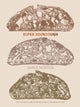 Book cover of: Super Sourdough. By: James Morton