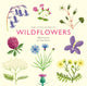 Book cover of: Little Guide to Wildflowers. By: Alison Davies