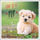 Book cover of: Love is a Pup. By: Charlie Ellis