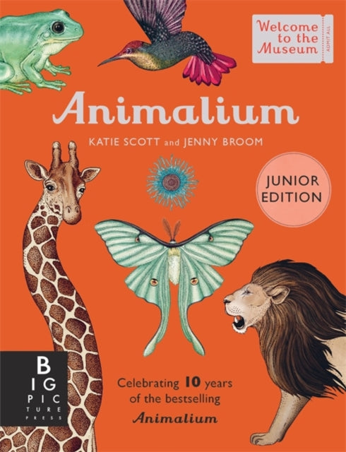 Animalium (Junior Edition) 9781800783706 Jenny Broom