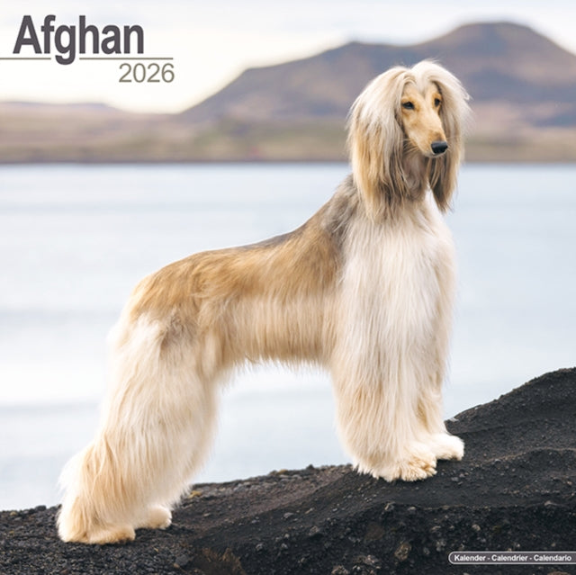 Book cover of: Afghan Calendar 2026  Square Dog Breed Wall Calendar - 16 Month