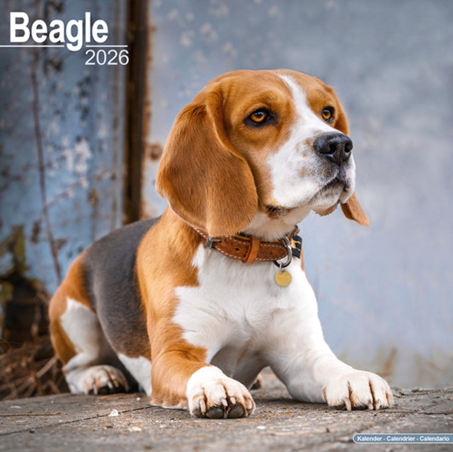 Book cover of: Beagle Calendar 2026  Square Dog Breed Wall Calendar - 16 Month