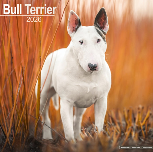 Book cover of: Bull Terrier Calendar 2026  Square Dog Breed Wall Calendar - 16 Month