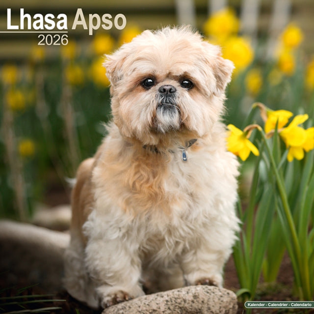 Book cover of: Lhasa Apso Calendar 2026  Square Dog Breed Wall Calendar - 16 Month