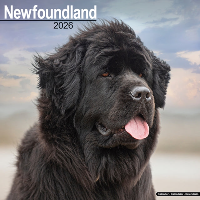 Book cover of: Newfoundland Calendar 2026  Square Dog Breed Wall Calendar - 16 Month