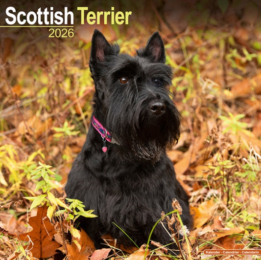 Book cover of: Scottish Terrier Calendar 2026  Square Dog Breed Wall Calendar - 16 Month