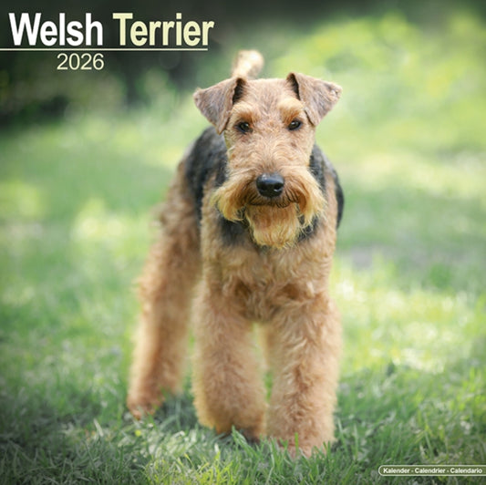 Book cover of: Welsh Terrier Calendar 2026  Square Dog Breed Wall Calendar - 16 Month