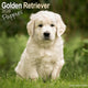 Book cover of: Golden Retriever Puppies Calendar 2026  Square Dog Puppy Breed Wall Calendar - 16 Month