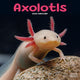 Book cover of: Axolotls Calendar 2026  Square Animal Wall Calendar - 16 Month