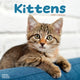 Book cover of: Kittens Calendar 2026  Square Cats Wall Calendar - 16 Month