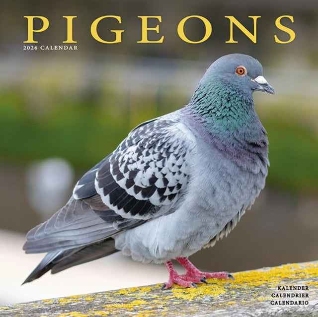 Book cover of: Pigeons Calendar 2026  Square Birds Wall Calendar - 16 Month