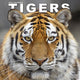 Book cover of: Tigers Calendar 2026  Square Wildlife Safari Big Cats Wall Calendar - 16 Month