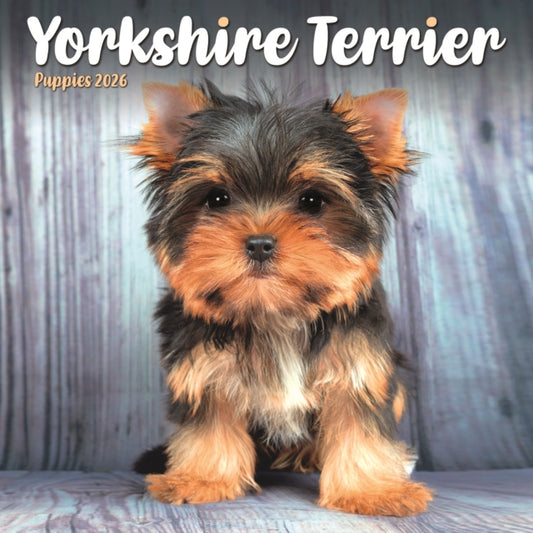 Book cover of: Yorkshire Terrier Puppies Square Mini Ca