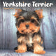 Book cover of: Yorkshire Terrier Puppies Square Mini Ca