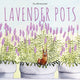 Book cover of: Lavender Pots