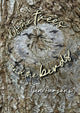 Book cover of: Of the Trees and the Birds