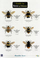 Book cover of: Bees of Britain. By: Chris O'Toole