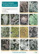 Book cover of: Guide to Lichens of Heaths and Moors