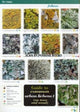Book cover of: Guide to Common Urban Lichens. By: Frank Dobson