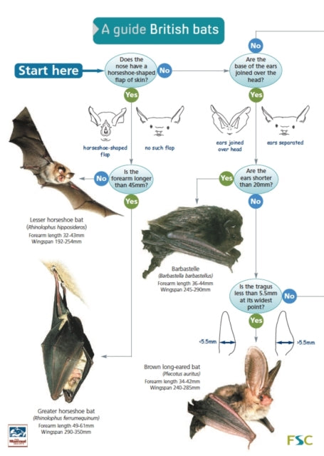 Book cover of: Guide to British Bats. By: Kate Jones