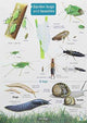 Book cover of: Garden Bugs and Beasties