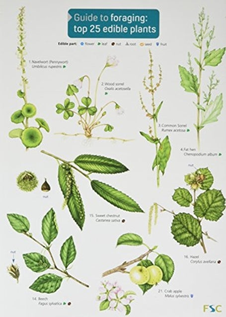 Book cover of: Guide to Foraging: Top 25 Edible Plants. By: Clare Cremona