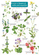 Book cover of: Guide to flowers of walks and waysides