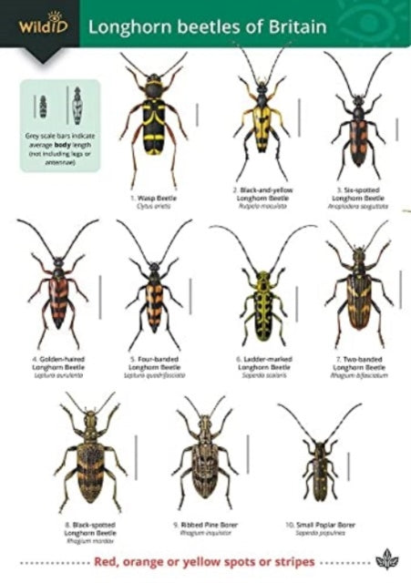 Book cover of: Guide to longhorn beetles of Britain