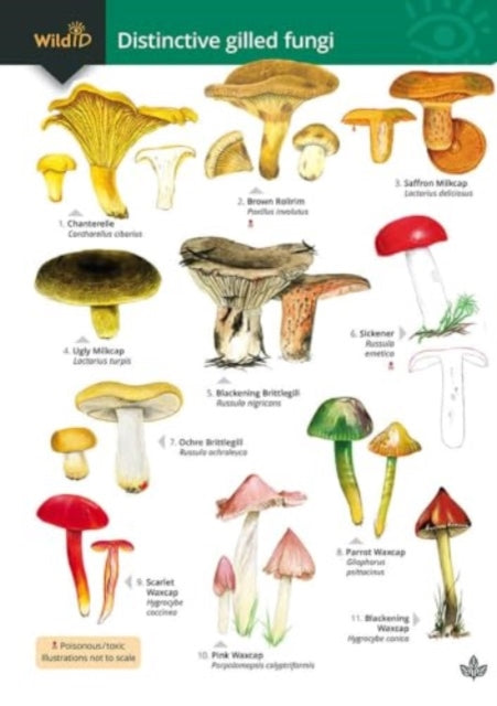 Book cover of: Distinctive gilled fungi