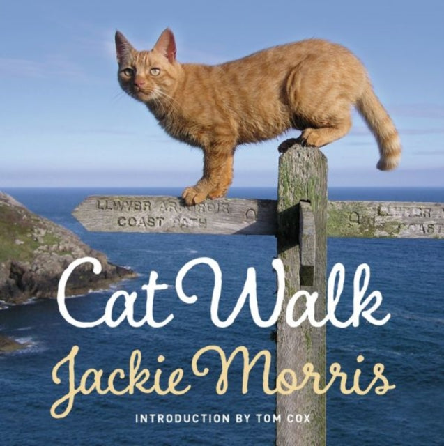 Book cover of: Cat Walk. By: Jackie Morris