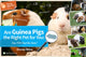 Book cover of: Are Guinea Pigs the Right Pet for You. By: Emma Milne