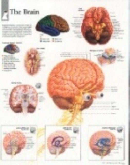 Book cover of: Brain Paper Poster. By: Scientific Publishing