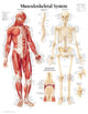 Book cover of: Musculoskeletal System Laminated Poster. By: Scientific Publishing