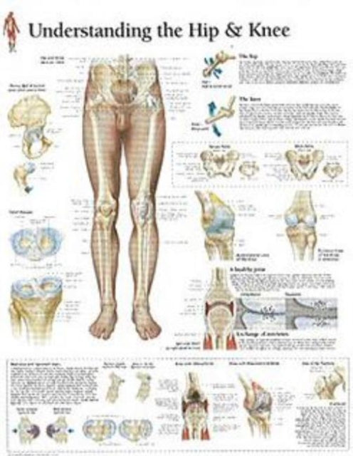 Book cover of: Understanding the Hip & Knee Laminated Poster