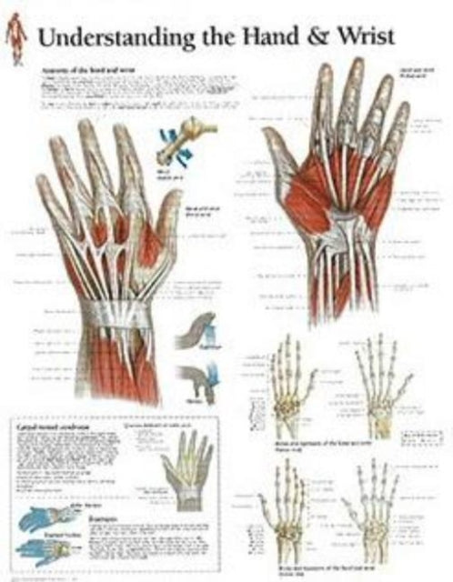 Book cover of: Understanding the Hand & Wrist Laminated Poster. By: Scientific Publishing