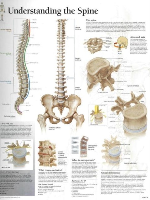 Book cover of: Understanding the Spine Paper Poster