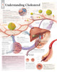 Book cover of: Understanding Cholesterol Laminated Poster. By: Scientific Publishing