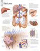 Book cover of: Liver Paper Poster