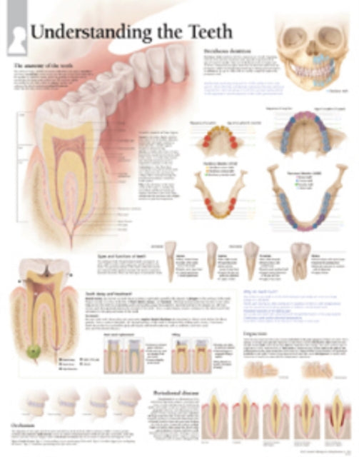 Book cover of: Understanding the Teeth Paper Poster