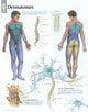 Book cover of: Dermatones Paper Poster. By: Scientific Publishing