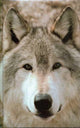 Book cover of: Wolf Blank Journal. By: Brandenberg