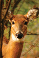Book cover of: Young Deer Blank Journal