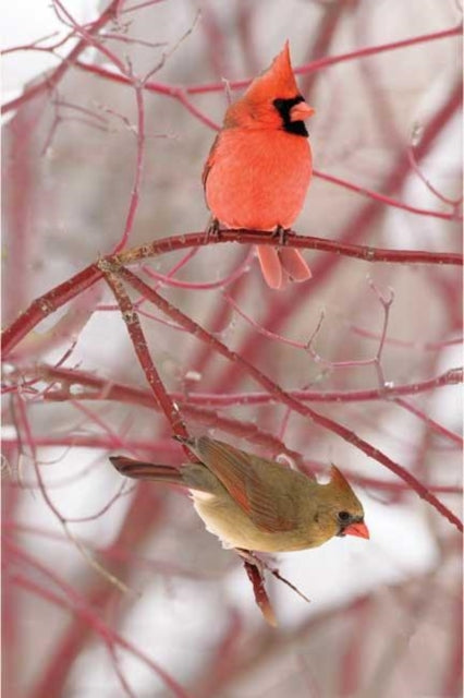 Book cover of: Cardinal Blank Journal