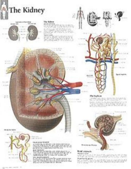 Book cover of: Kidney Laminated Poster