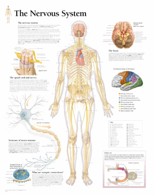 Book cover of: Nervous System Laminated Poster. By: Scientific Publishing