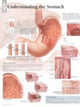 Book cover of: Understanding the Stomach Laminated Poster
