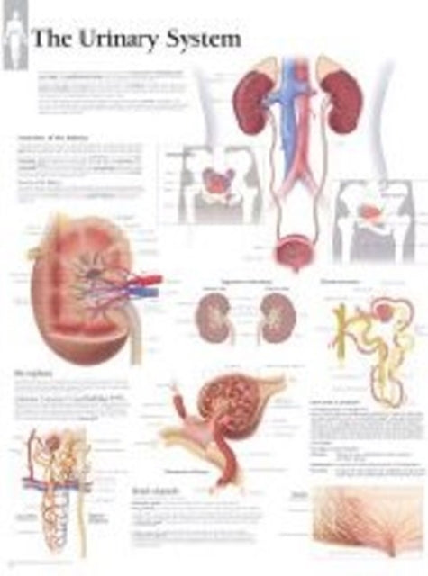 Book cover of: Urinary System Laminated Poster. By: Scientific Publishing