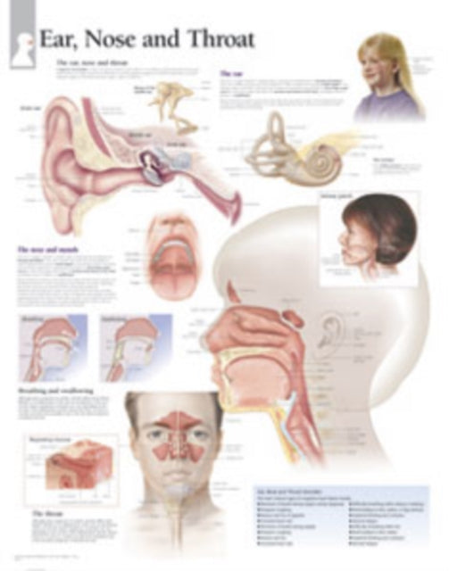 Book cover of: Ear, Nose & Throat Paper Poster