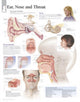 Book cover of: Ear, Nose & Throat Paper Poster